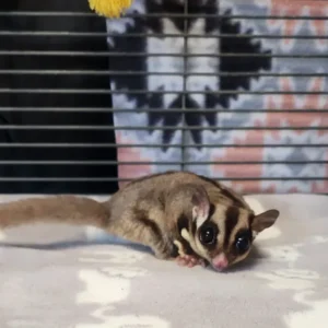 male 9 months old sugar glider