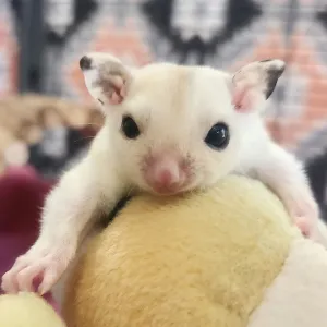 Male, under 1 year old sugar glider