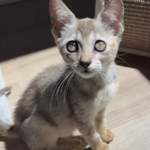 Female Singapura for sale, 3 months old