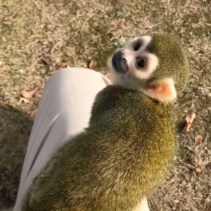 2-month-old squirrel monkey, male