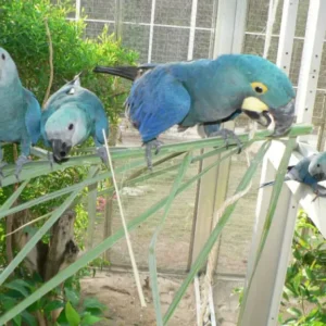 Spix's macaws for sale, 10 months old