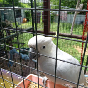 Sulphur-crested Cockatoo, 11 months old