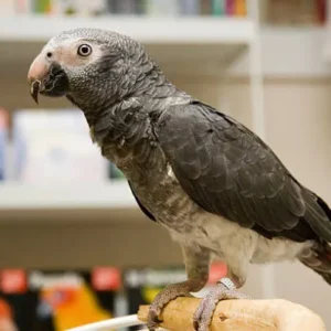 Timneh African Grey Parrot for sale