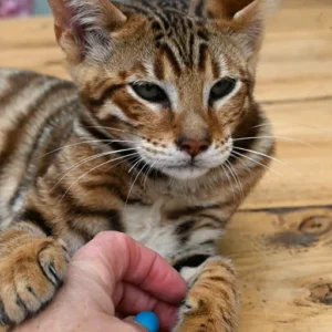 Male Toyger ready for new home