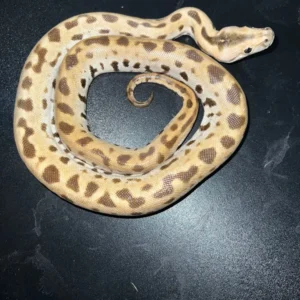 Patternless Albino Tiger Python