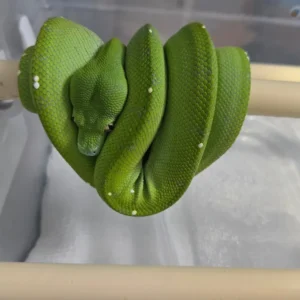 Green tree python Morelia viridis