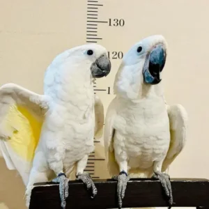 White-crested cockatoo pair for sale, 6 months old