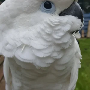 9 months old, White-crested Cockatoo for sale